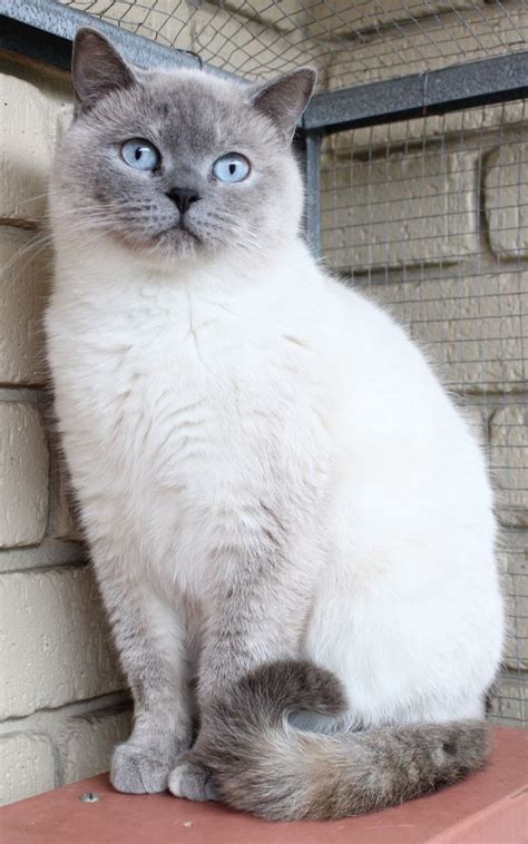 Blue Colourpoint British Its A Cats World Pinterest