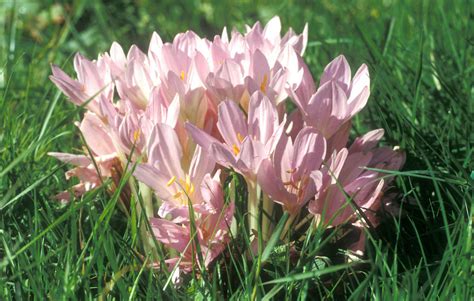 * * * herbstzeitlose, herbstlili|e, wiesensafran, cọlchicum autumnale, auf feuchten wiesen und in auwäldern europas vorkommendes liliengewächs der gattung zeitlose; Botanikus: Herbstzeitlose