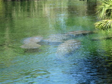 See Manatees And More In Blue Springs State Park Florida