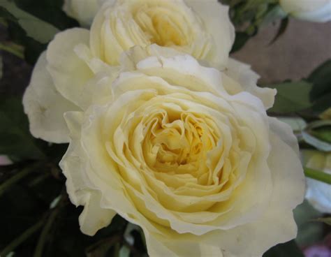 Maybe you would like to learn more about one of these? Sammy's Flowers: About Flowers: garden roses