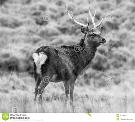 Wild Sika Deer Stock Photo Image Of Nature Antler Herd 42328974