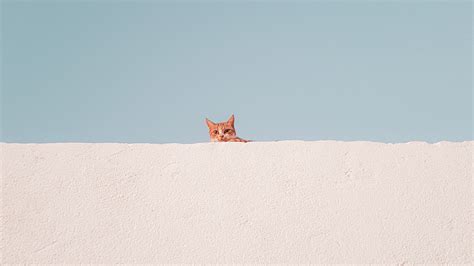 Download Wallpaper 1920x1080 Cat Wall Peeking Funny Minimalism Full