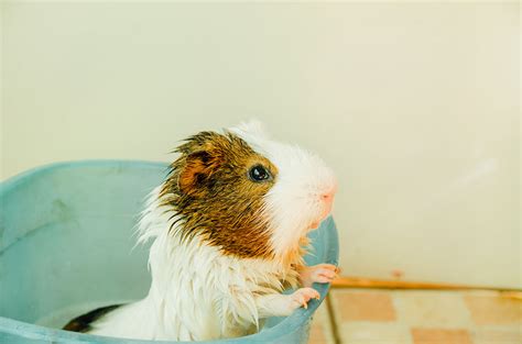 How To Bathe Your Guinea Pig Guinea Pig Health Guinea Pigs Guide