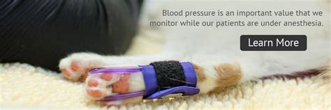 Bugsy is an adoptable pet with partners for pets in troy il. Troy IL Veterinary Clinic Provides Veterinary Care For ...
