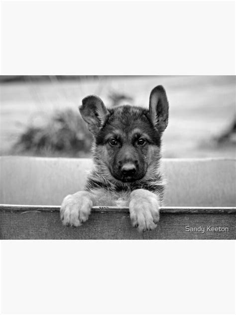 German Shepherd Puppy Poster By Sandyk Redbubble