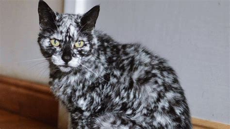 Please search cats for sale for yourself, or tell a friend about our website so that they can find. Scrappy the Cat Has Vitiligo and He Looks Like A Beautiful ...