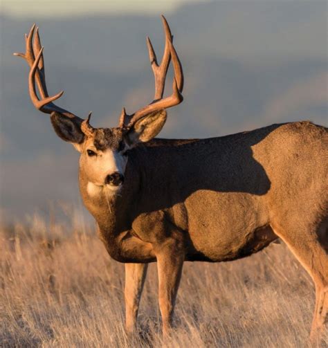 When Whitetail And Mule Deer Clash Texas Fish And Game Magazine