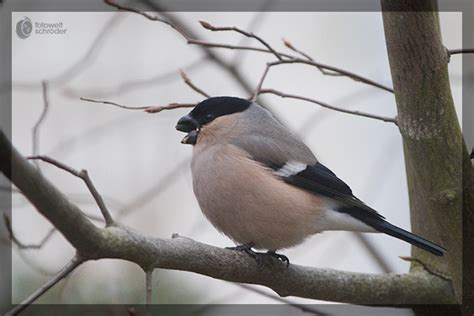 Das schmeckt mir besonders gut. Der Gimpel oder Dompfaff (Pyrrhula pyrrhula) › Fotowelt ...