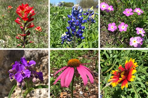 Texas Hill Country Wildflower Identification Guide