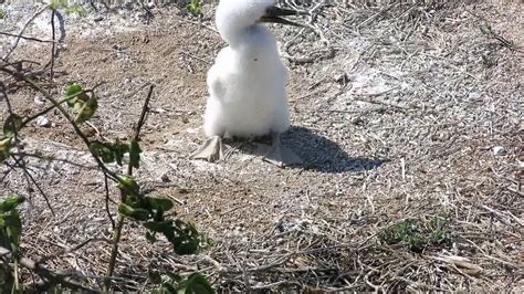 If At First You Dont Succeed Keep At Itbaby Frigate Bird