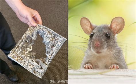 But can you keep them away, and exactly how you can do it? How to Prevent & Keep Mice Out of Your Car for Good ...