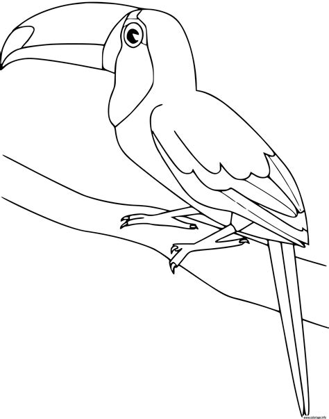 Coloriage Toucan Oiseau Dessin Oiseau à Imprimer