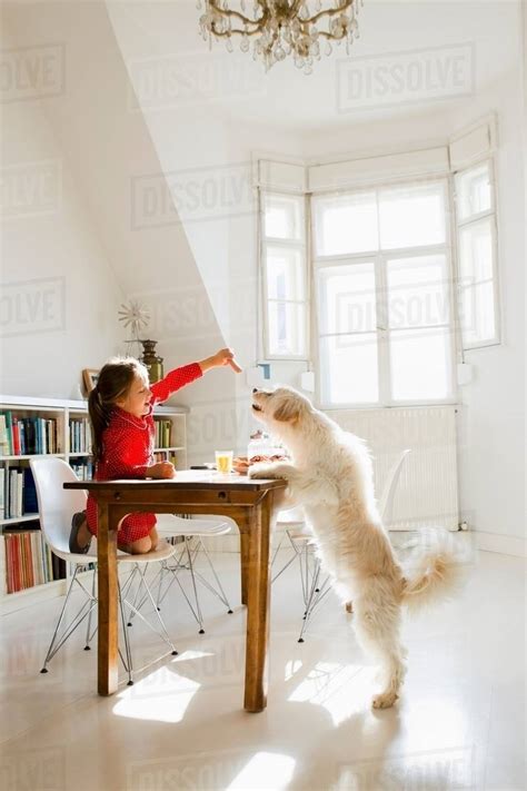 Girl Feeding Dog At Table Stock Photo Dissolve