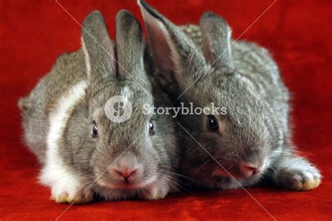 Scared Rabbits Royalty Free Stock Image Storyblocks