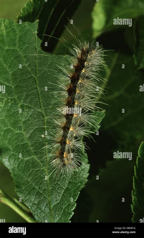 Fall Webworm Hyphantria Cunea Caterpillar On Leaf Germany Stock