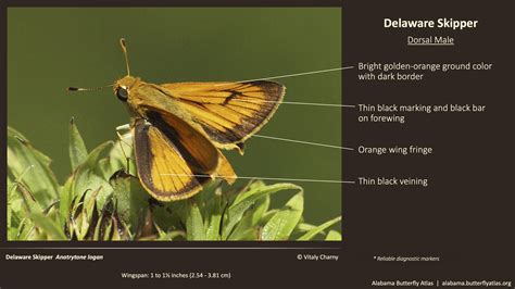 Delaware Skipper Alabama Butterfly Atlas