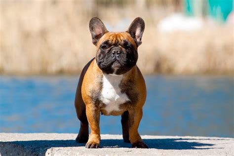 French bulldog jackets present one of the best choices to prevent your pooch from hyperthermia and catching a cold. French Bulldog | Dogs | Breed Information | Omlet