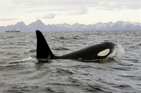 Orcinus Orca Killer Whale Bild Kaufen 70137375 Lookphotos