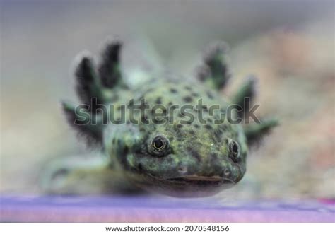 Axolotl Ambystoma Mexicanum Paedomorphic Salamander Related Stock Photo