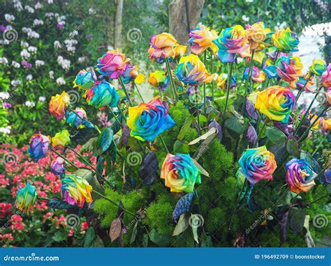 Close Up Of Rainbow Rose Are Blooming In The Garden Stock Image Image