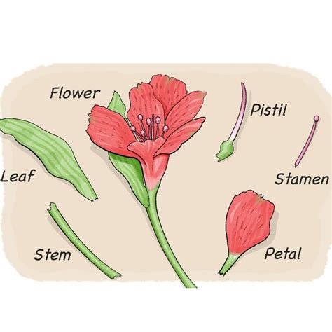 Key Notes Anatomy Of Flowering Plants Neet Notes Edurev
