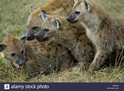 Spotted Hyena Crocuta Crocuta Pack Lying Close Together Western