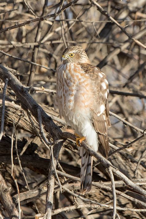 Sharp Shinned Hawk Dan Carline Flickr