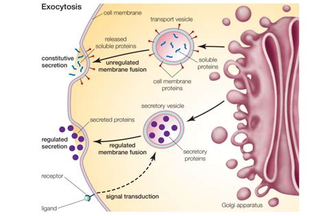 Endocytosis is of two types viz phagocytosis, also known as cellular eating and pinocytosis, also referred to as cellular drinking. Exocytosis - Types, Steps, and Examples