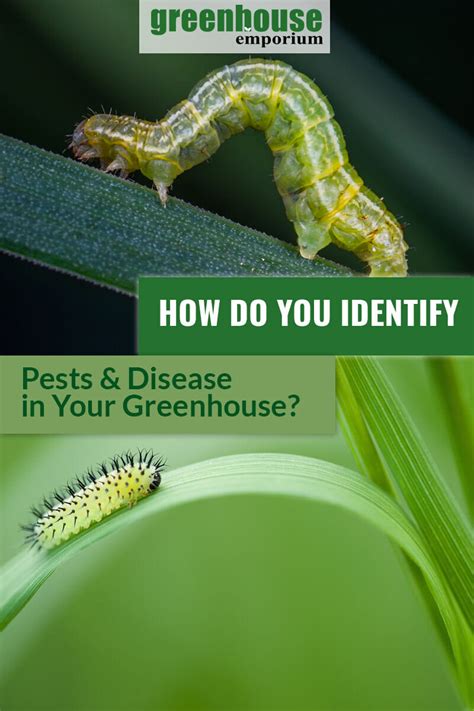 10 Common Greenhouse Pests And Diseases Green Thumb Link