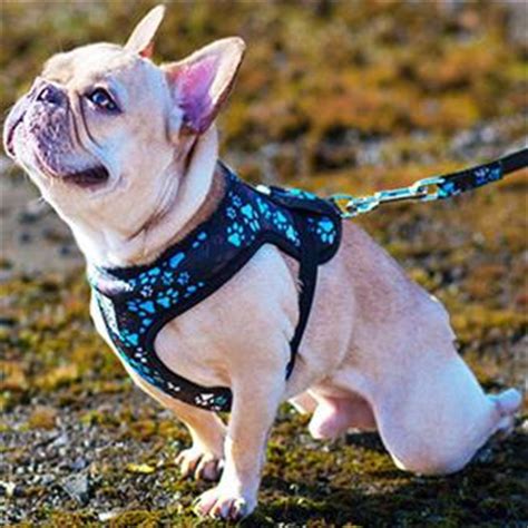 At rc pets we have many choices for you to select the best dog harnesses for your furry friend. Amazon.com : RC Pet Products Cirque Soft Walking Dog ...