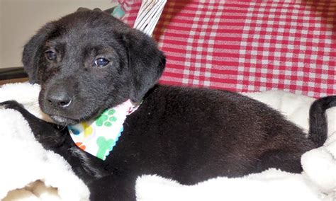 Jhs is no longer requiring appointments for adoption. These Jacksonville-based puppies are up for adoption and ...