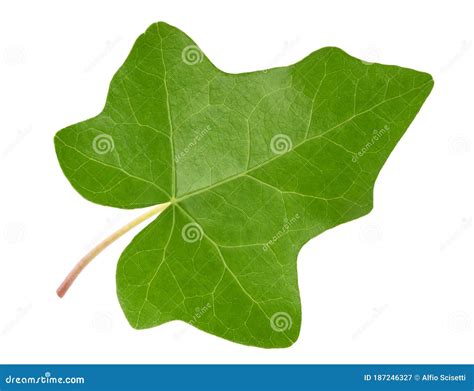 Green Ivy Leaf Stock Image Image Of Vein Foliage Climber 187246327