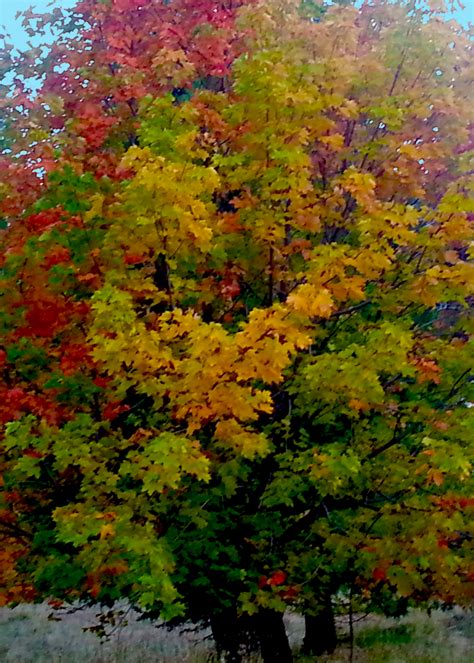 Vibrant, rich colors in fall color ranges including orange, yellow, burgundy,and green leaves. SC - Tri-color Maple - California Fall Color