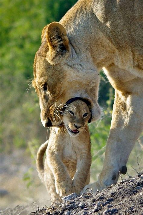 183 Best Animal Mothers And Their Babies Images On Pinterest Animal