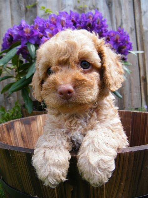 Adoption process pricing information puppy application testimonials puppy delivery labradoodle pictures labradoodle videos labradoodle below you'll find information regarding our available puppies. Toy Labradoodle Full Grown Size - Wow Blog