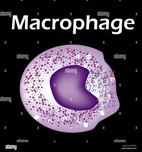 La Estructura Del Monocito Macrófago De Células Sanguíneas Monocitos
