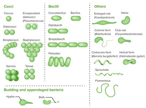 Morfologias Celulares Bacterianas Morfologia Estrutura Celular Images