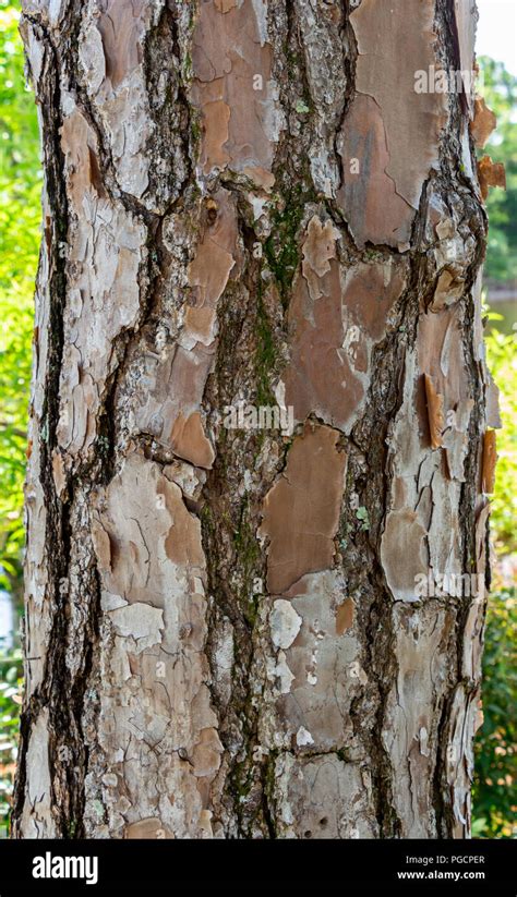 Slash Pine Hi Res Stock Photography And Images Alamy