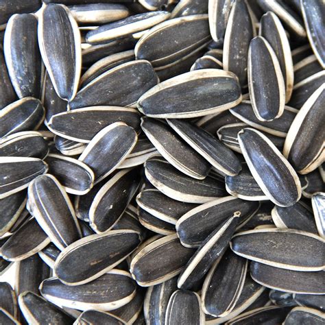 Sunflower Seed Black Large 25 Lb Bag Shells Feed And Garden Supply