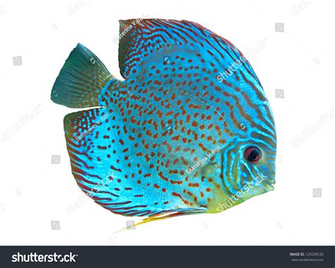 Spotted Blue Discus Freshwater Fish Native Stock Photo 125028536