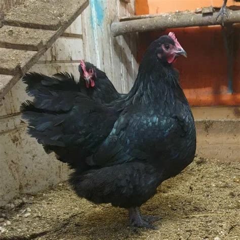 8 Breeds Of Chickens That Lay Pink Eggs (With Pictures)