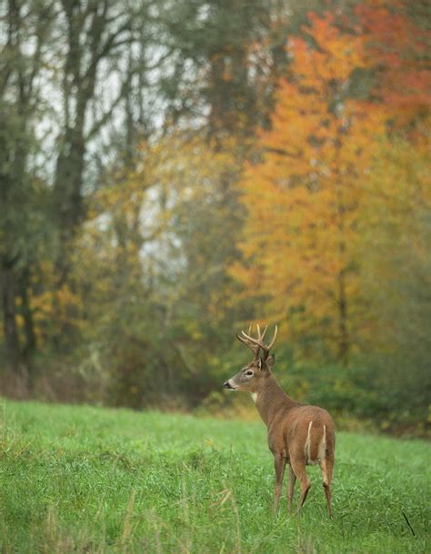 Columbia White Tail Buck Photograph By Angie Vogel Pixels
