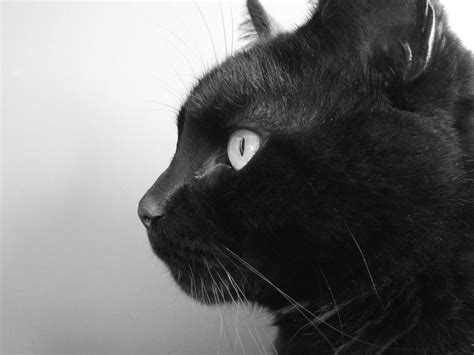 Scary Animals Animal Spirit Guides Black Cat Meaning