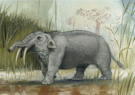 92 Best Prehistoric Elephants Etc Images On Pinterest Elephant