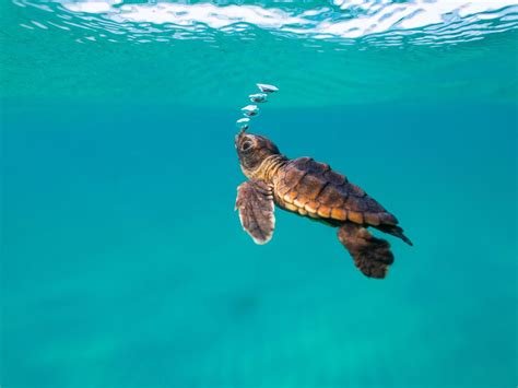 Coral Glass Baby Hawksbill Turtle Hatchlings Find Their Way To Sea In