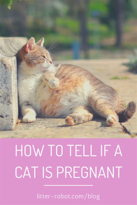 How To Tell If A Cat Is Pregnant What To Look For