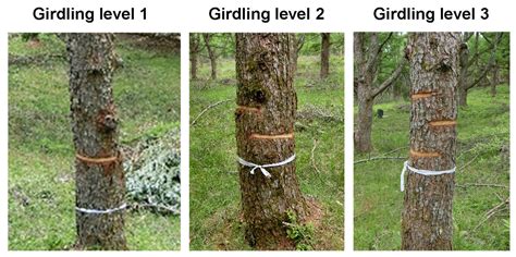 Forests Free Full Text Effects Of Girdling Intensity Pruning