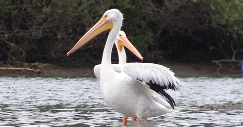 Examining why pelicans moving on from lonzo and redick makes sense. White Pelicans and Naked Ladies Kayaking in the Russian ...