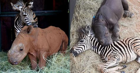 Photos Of Orphaned Rhino And Zebra Babies Who Are Best Friends Petapixel
