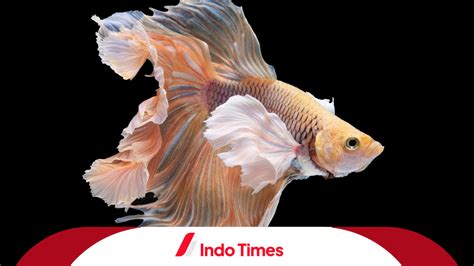 Ikan Cupang Avatar Gold Keindahan Dan Keunikan Yang Memukau